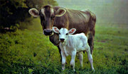 HOW TO IMPROVE EARLY LACTATION PERFORMANCE FOR HIGHER PEAK MILK YIELD?
