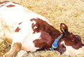 MILK FEVER SIGNS CAUSES PREVENTION AND TREATMENT