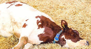 MILK FEVER SIGNS CAUSES PREVENTION AND TREATMENT