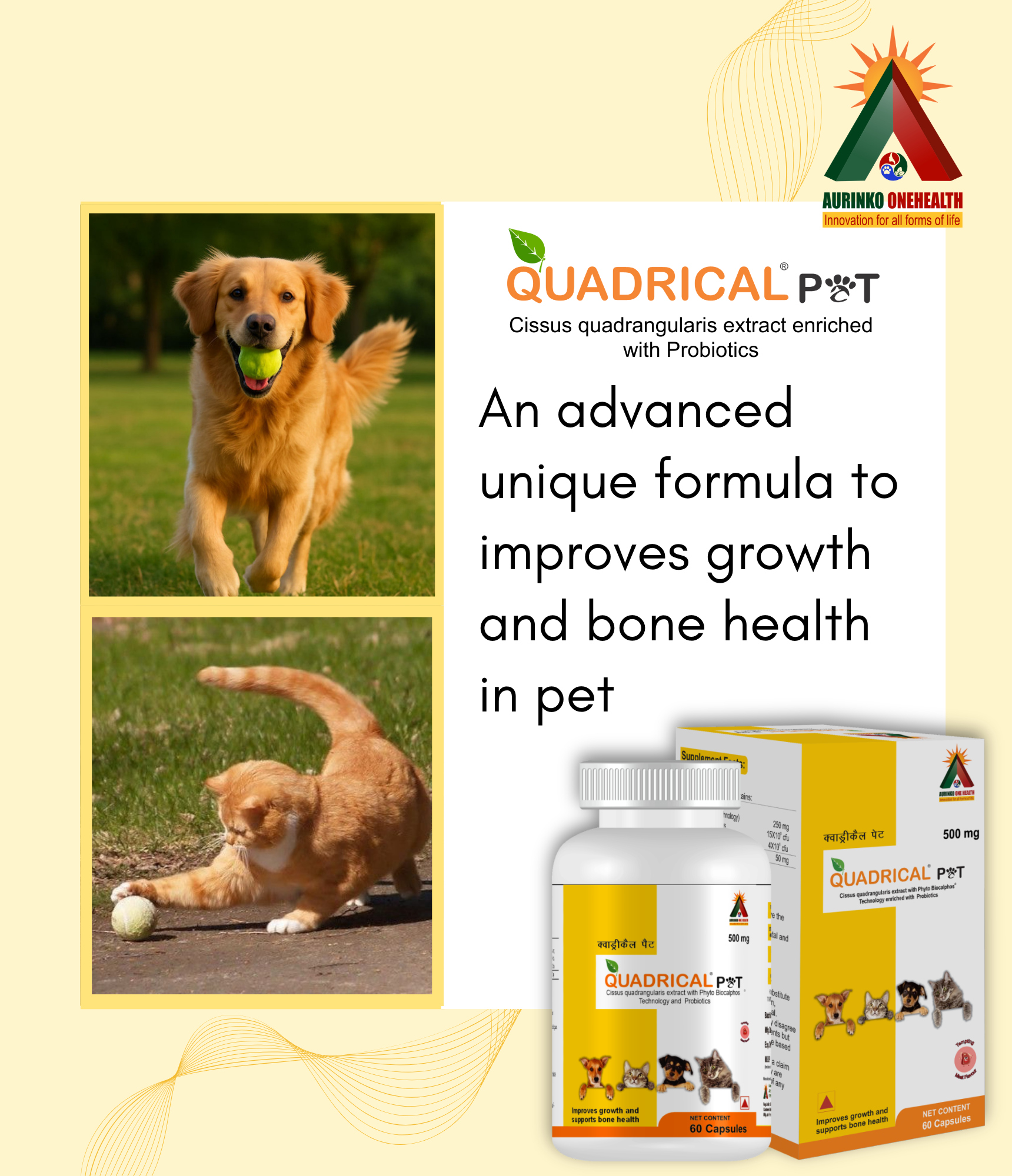 Quadrical Pet