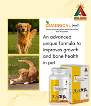 Quadrical Pet