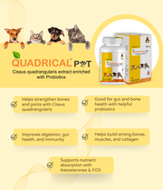 Quadrical Pet