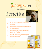 Quadrical Pet