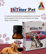 Hititer pet